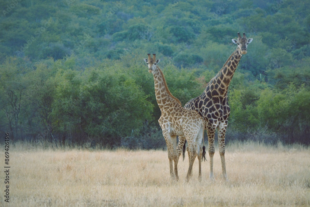 Fototapeta premium : Two adult giraffes standinding graciously and majestically in the bushveld of South,Africa.