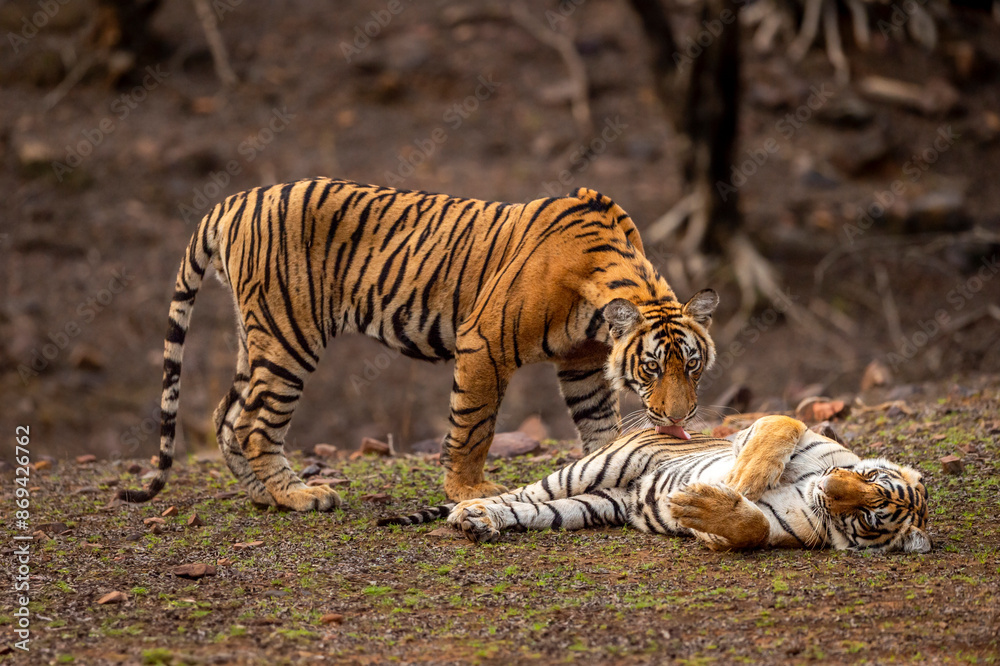 Obraz premium Two wild tiger or siblings are in action showing love and care licking with tongue on stomach for better bowel movement and relief with eye contact during safari at ranthambore national park india