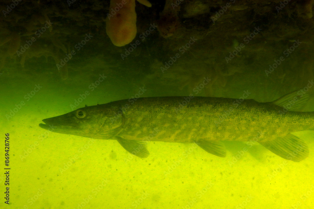 Pike underwater in the lake, Poland Pike underwater in the lake, Poland