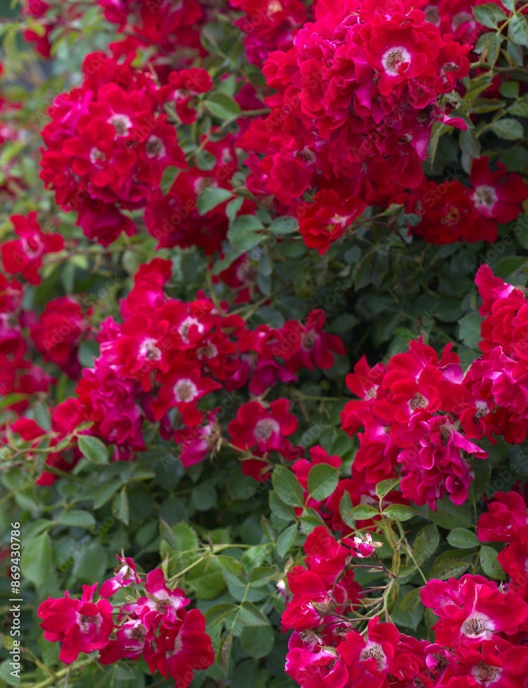 vibrant red roses in full bloom densely packed against green leaves. concepts: beauty and skincare products, floral arrangements services, gardening blogs or magazines, summer events, floral scents. vibrant red roses in full bloom densely packed against green leaves. concepts: beauty and skincare products, floral arrangements services, gardening blogs or magazines, summer events, floral scents.
