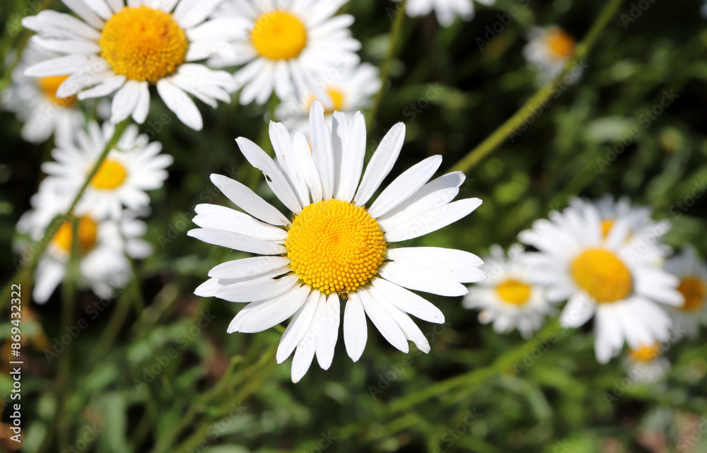 Chamomile flower on the background of grass and other daisies on a sunny day - horizontal photo, close-up Chamomile flower on the background of grass and other daisies on a sunny day - horizontal photo, close-up