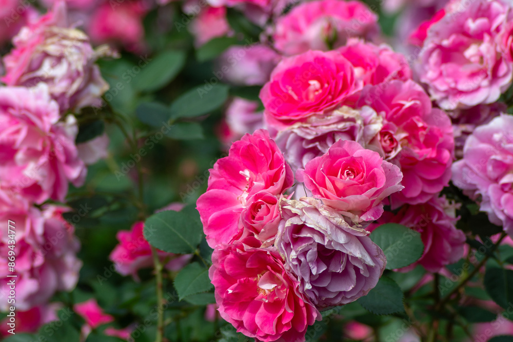 Detail view of roses of the rose garden at Yoyogi park in Tokyo Detail view of roses of the rose garden at Yoyogi park in Tokyo