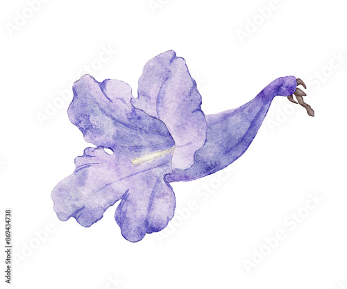 Foto Jacaranda tree flower