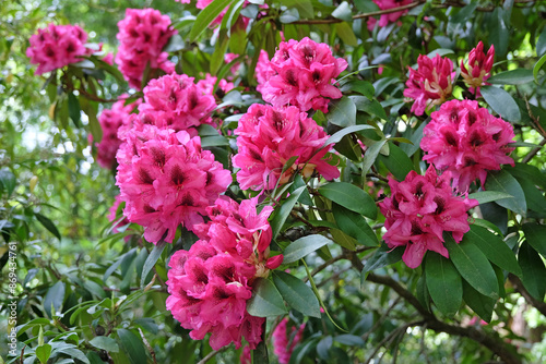 Bright pink Rhododendron azalea ‘Viscount Powerscourt’ in flower. photo