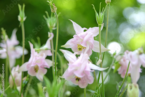 Aquilegia vulgaris, pink Columbine or granny’s bonnet, in flower. photo