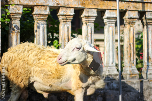 A lamb prepared for sacrifice on the Eid al-Adha