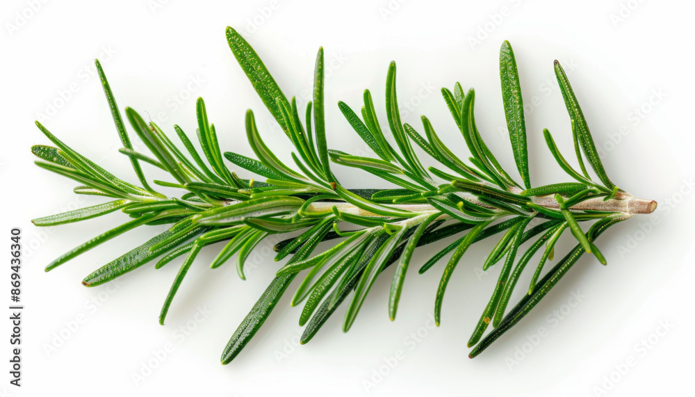 Fototapeta premium Fresh Rosemary Sprig Isolated on White Background