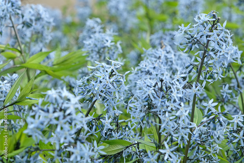 Amsonia tabernaemontana variety salicifolia, also known as Willow Leaf Blue Star in flower. photo