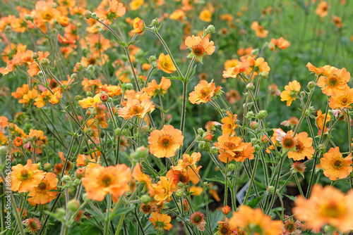 Orange Geum, also known as avens, ‘Totally Tangerine’ in flower. photo