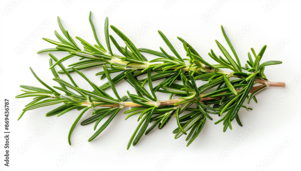 Fresh Sprig of Rosemary on White Background Fresh Sprig of Rosemary on White Background
