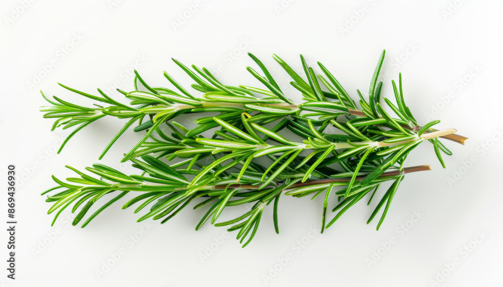Rosemary Sprigs on White Background Rosemary Sprigs on White Background