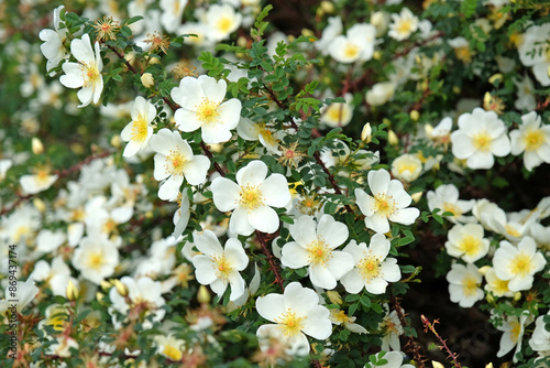 Schilderij op canvas White single shrub rose, Rosa spinosissima ‘Dunwich Rose’ in flower