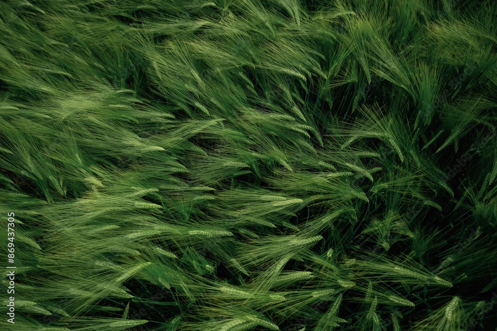 Raw product. Close up view of growing green wheat on agricultural field Raw product. Close up view of growing green wheat on agricultural field
