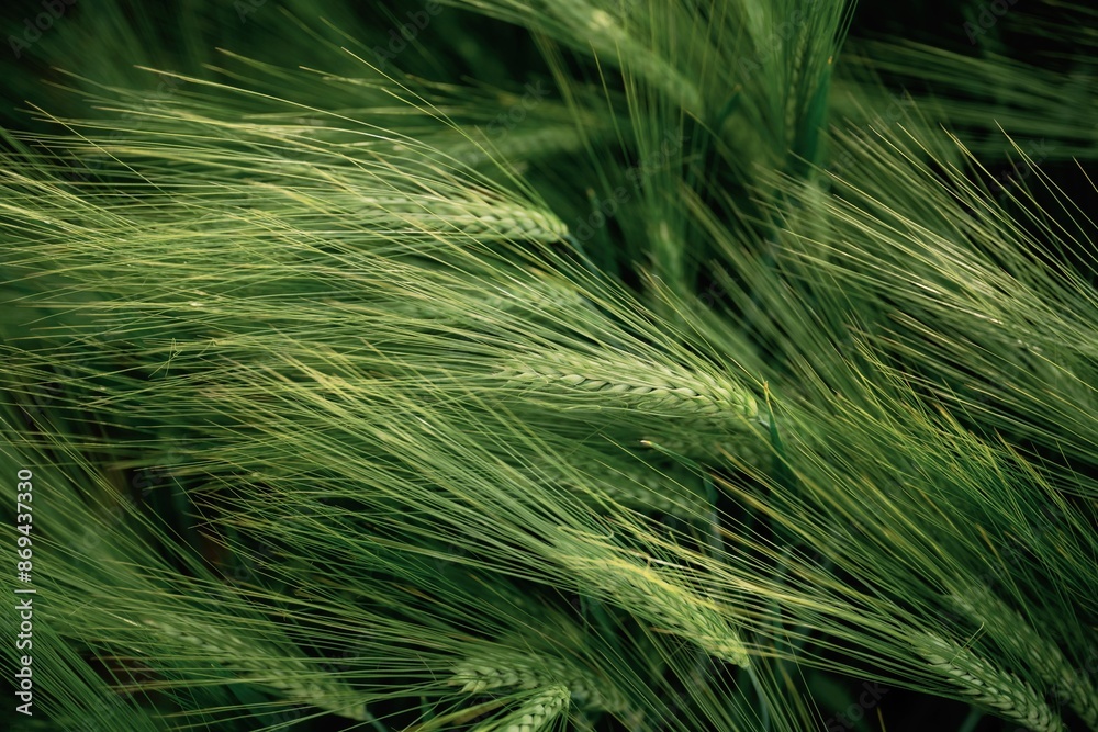 Close up view of growing green wheat on agricultural field Close up view of growing green wheat on agricultural field
