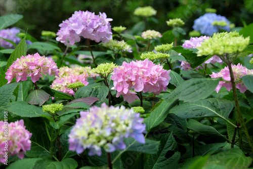 Pink and Blue Mophead Hydrangea macrophylla ‘Endless Summer’ in flower.