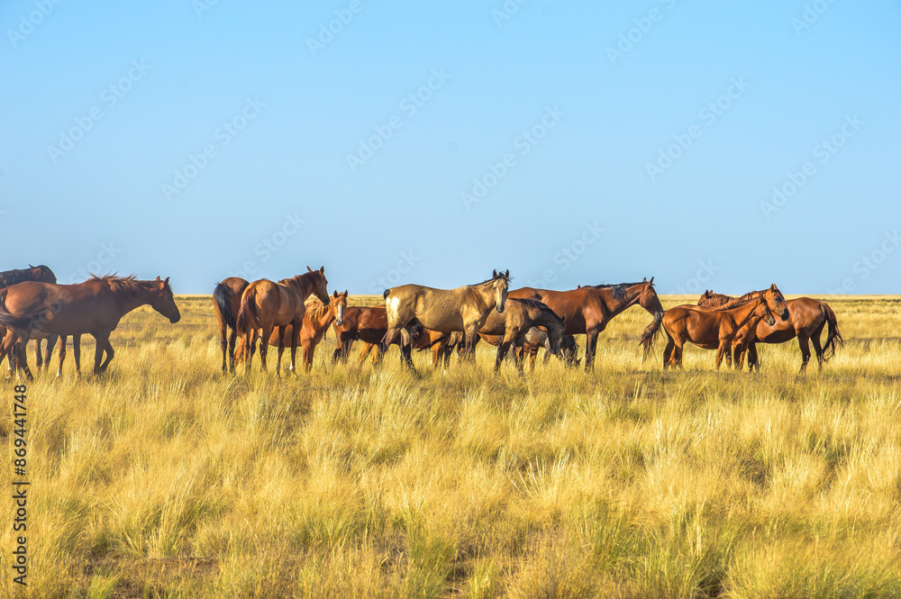 Horses in the steppe, Kalmykia, Russia Horses in the steppe, Kalmykia, Russia