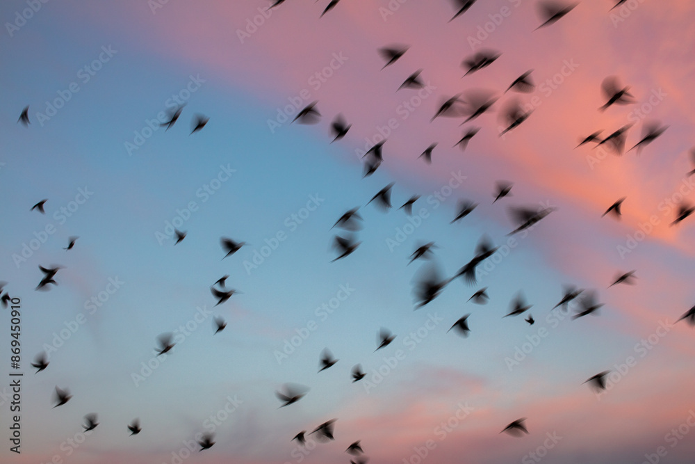 Fototapeta premium Birds in flight with a cotton candy sky background 
