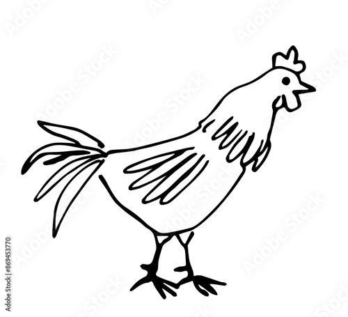 Simple vector drawing with black outline. Rooster, chicken, poultry. Farm animals and nature. Sketch in ink.