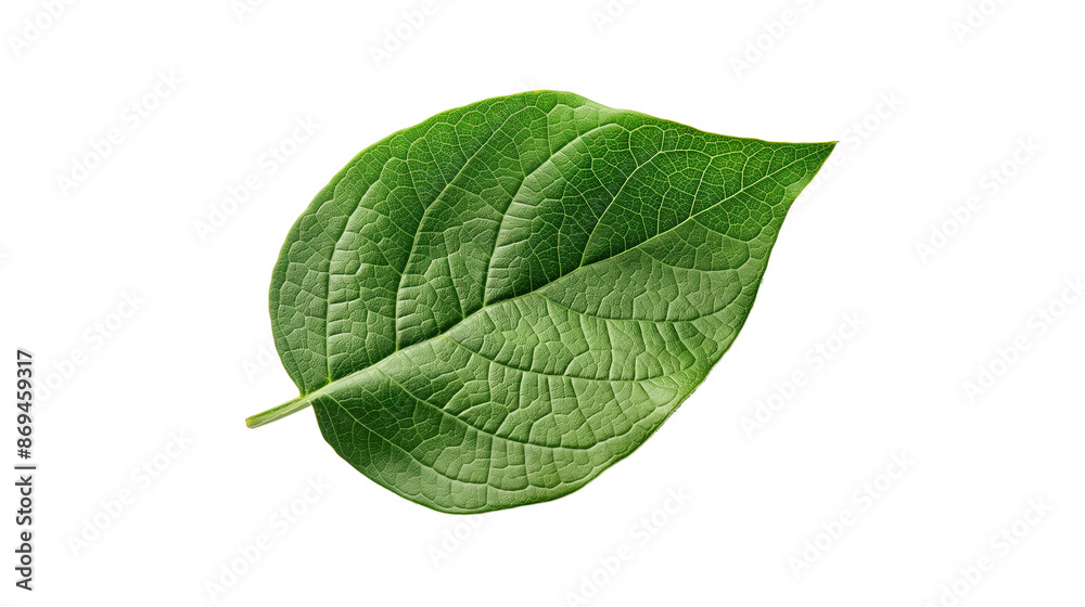 Obraz premium A leaf is shown on a white background