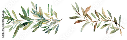 Hand drawn watercolor illustration of an olive branch on a white background. Olive branch hand drawn watercolor illustration.