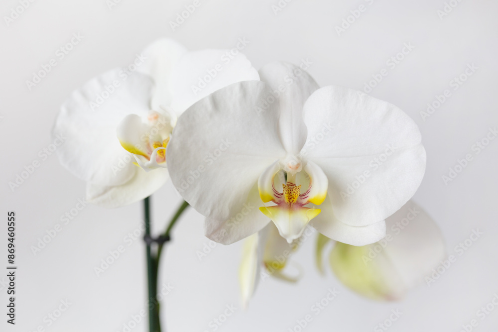 white orchid flower white orchid flower