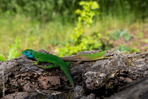 green lizard on a branch