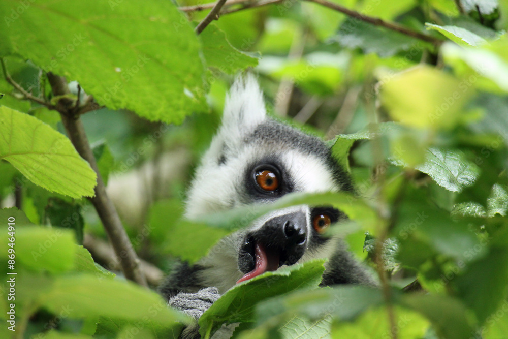 Fototapeta premium Catta in tree portrait