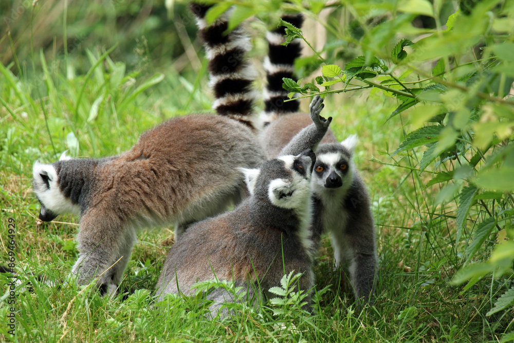 Obraz premium Cattas eating