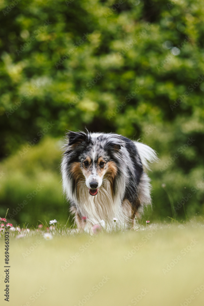 Rare Blue merle shetland sheepdog in green garden. Rare Blue merle shetland sheepdog in green garden.