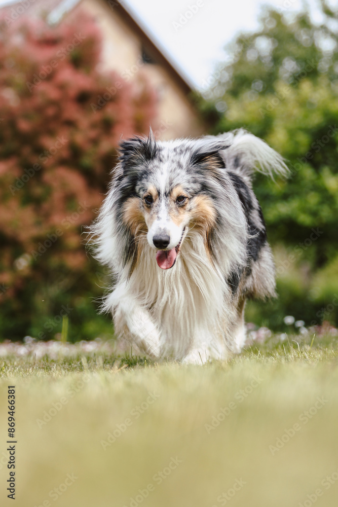 Rare Blue merle shetland sheepdog in green garden. Rare Blue merle shetland sheepdog in green garden.