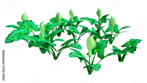Wallpaper Mural 3D Rendering Italian Arum Flower on White Torontodigital.ca