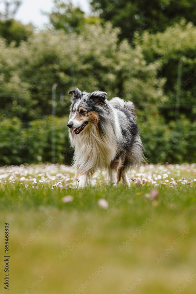 Sheltie dog walking around is green garden. Sheltie dog walking around is green garden.