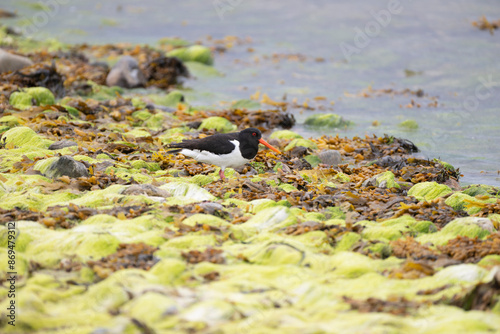Austernfischer, Haematopus ostralegus)