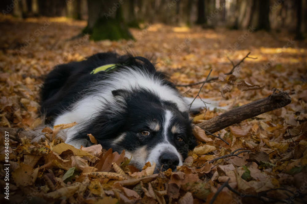 Autumn portrait of border collie in leaves. He is so cute in the leaves. He has so lovely face.	
