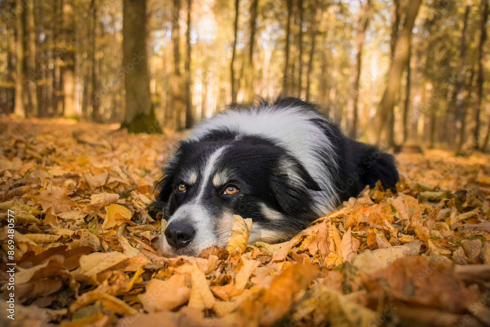 Autumn portrait of border collie in leaves. He is so cute in the leaves. He has so lovely face.
Autumn portrait of border collie in leaves. He is so cute in the leaves. He has so lovely face.