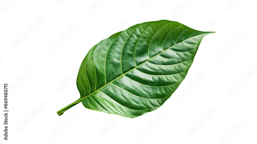 Obraz premium leaves isolated on white background