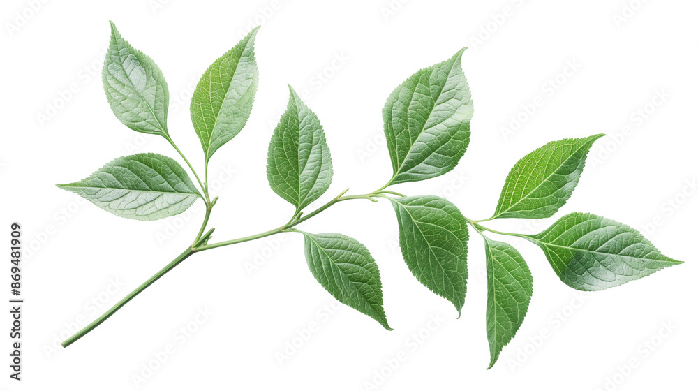 Fototapeta premium Branch green leaves isolated on white background