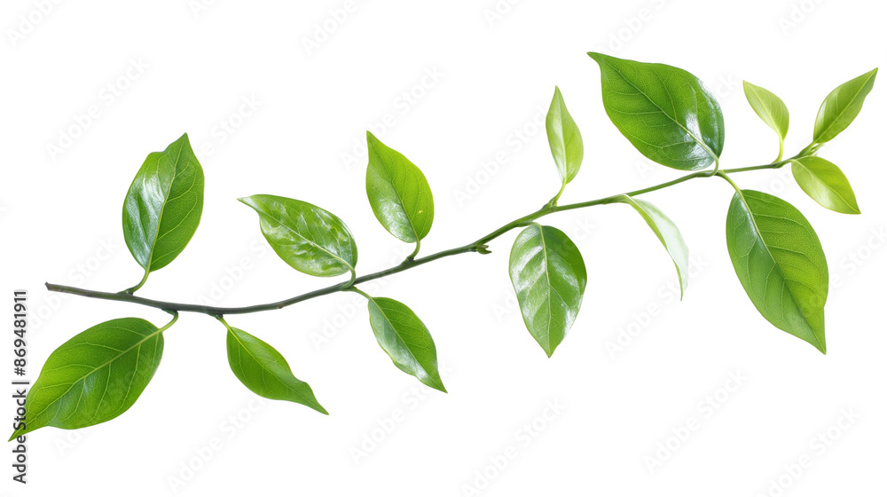 Fototapeta premium Branch green leaves isolated on white background