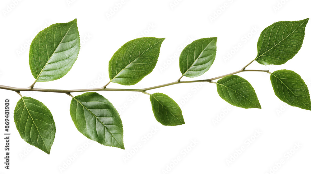 Branch green leaves isolated on white background Branch green leaves isolated on white background