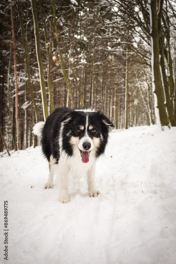 Border collie is standing in the snow. Winter fun in the snow. Border collie is standing in the snow. Winter fun in the snow.