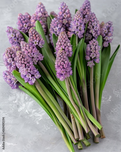 Fresh Bouquet of Purple Hyacinth Flowers with Green Stems, Spring Bloom Arrangement on Light Gray Background, Floral Decor for Springtime Events, Peaceful and Elegant Natural Beauty Display