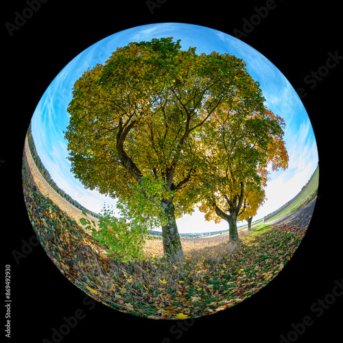 Trees at a road landscape with fish-eye distortion effect