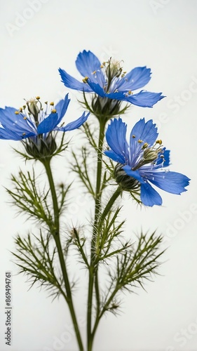 few twigs with small loveinamist isolated on white bac background photo