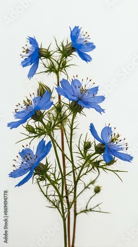 few twigs with small loveinamist isolated on white bac background photo