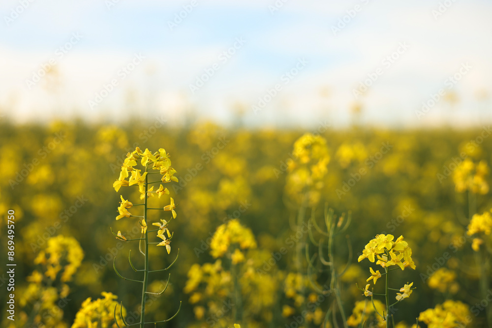 Beautiful view of field with blooming rapeseed on spring day Beautiful view of field with blooming rapeseed on spring day
