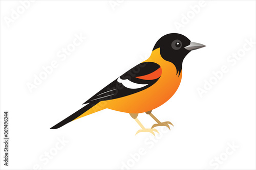 A beautiful Oriole bird Vector artwork illustration 