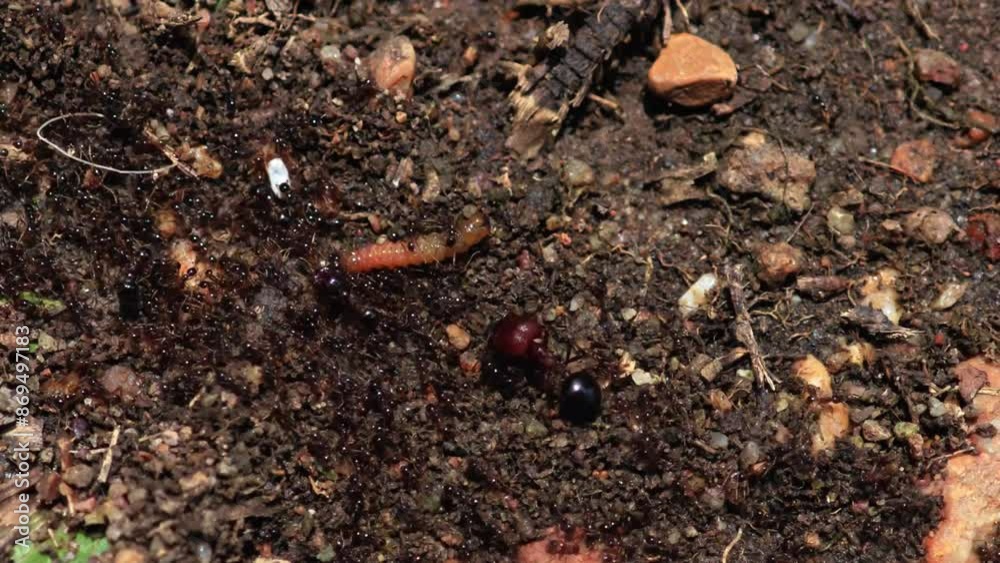 ant move on soil ant move on soil