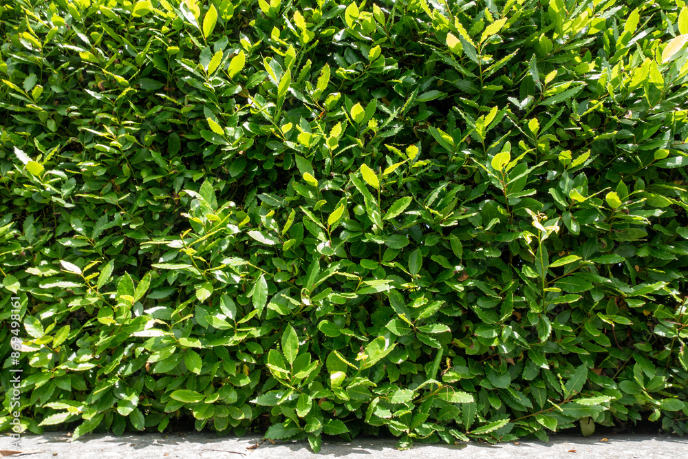 Obraz premium Lorbeerhecke