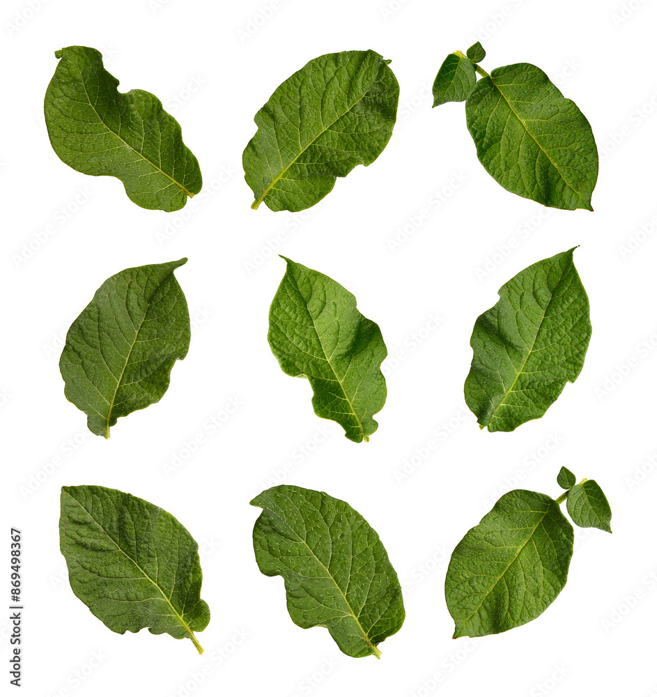 Fresh green potato leaves isolated on white, set Fresh green potato leaves isolated on white, set