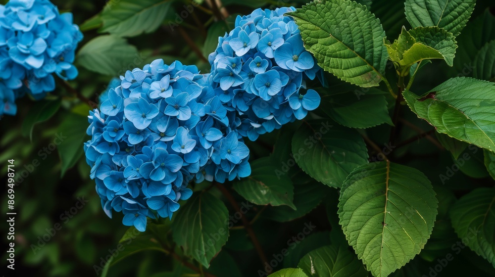 Lovely fresh hortensia flowers closeup image. Hydrangea plant blue blossom on green bush close up photography. Decorative flora cultivation in park concept photo realistic Lovely fresh hortensia flowers closeup image. Hydrangea plant blue blossom on green bush close up photography. Decorative flora cultivation in park concept photo realistic